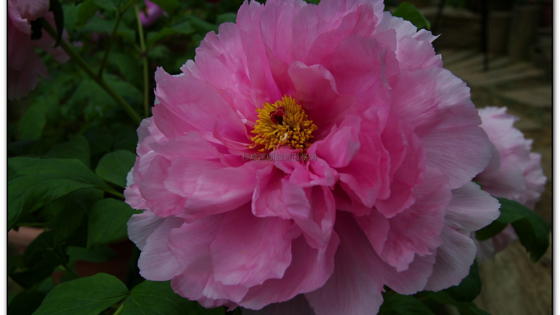 玻璃花坊-杉林溪旅遊景點