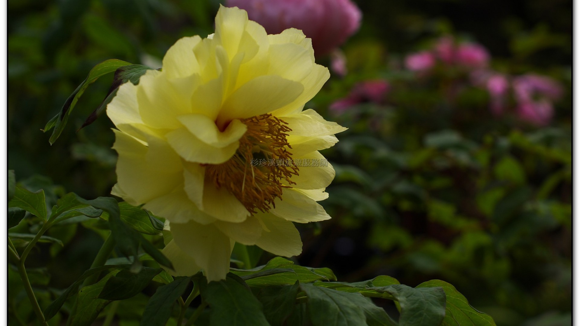 玻璃花坊-杉林溪旅遊景點