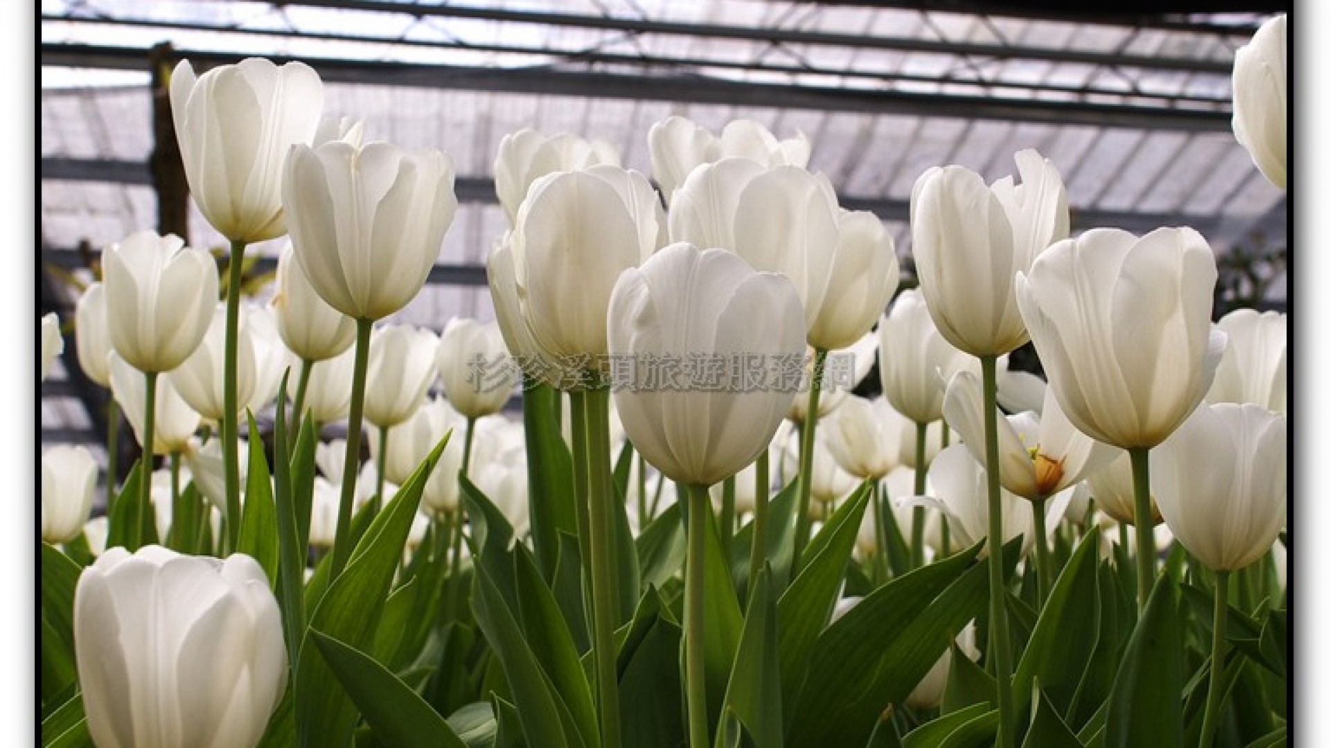 玻璃花坊-杉林溪旅遊景點