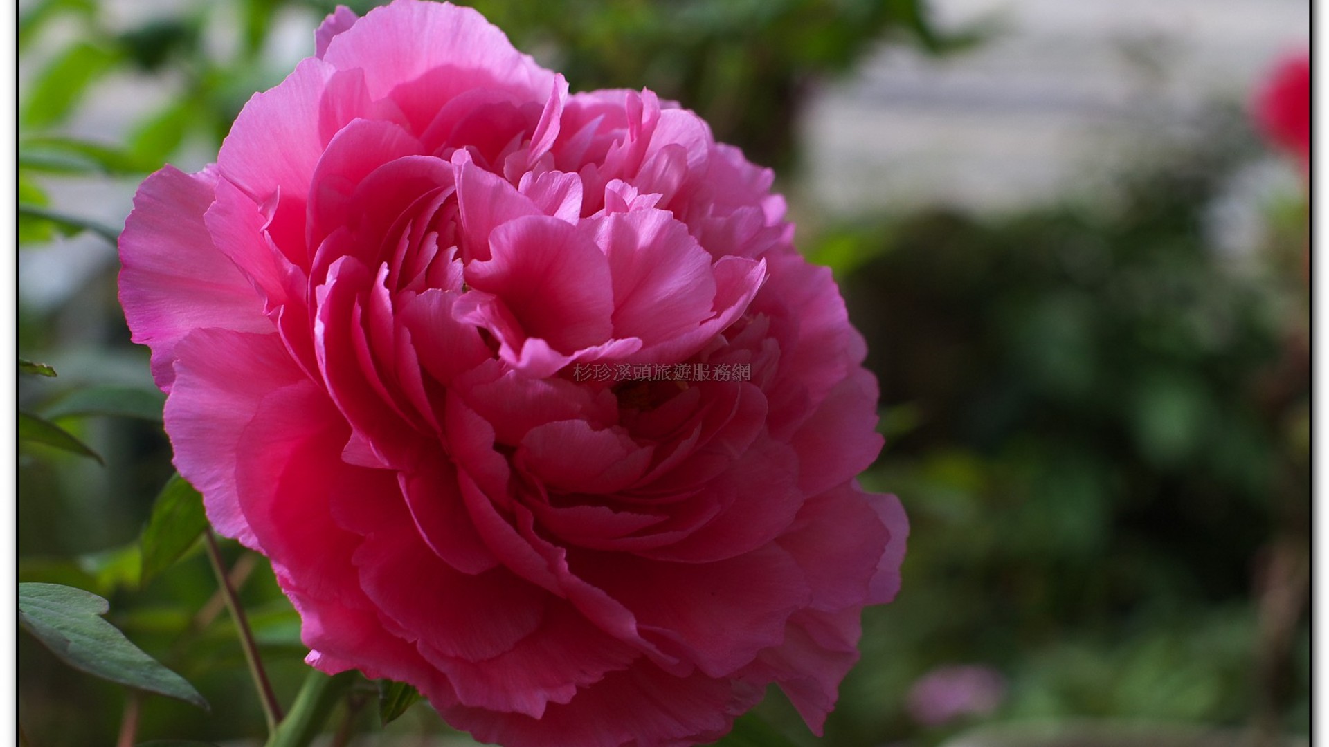 玻璃花坊-杉林溪旅遊景點