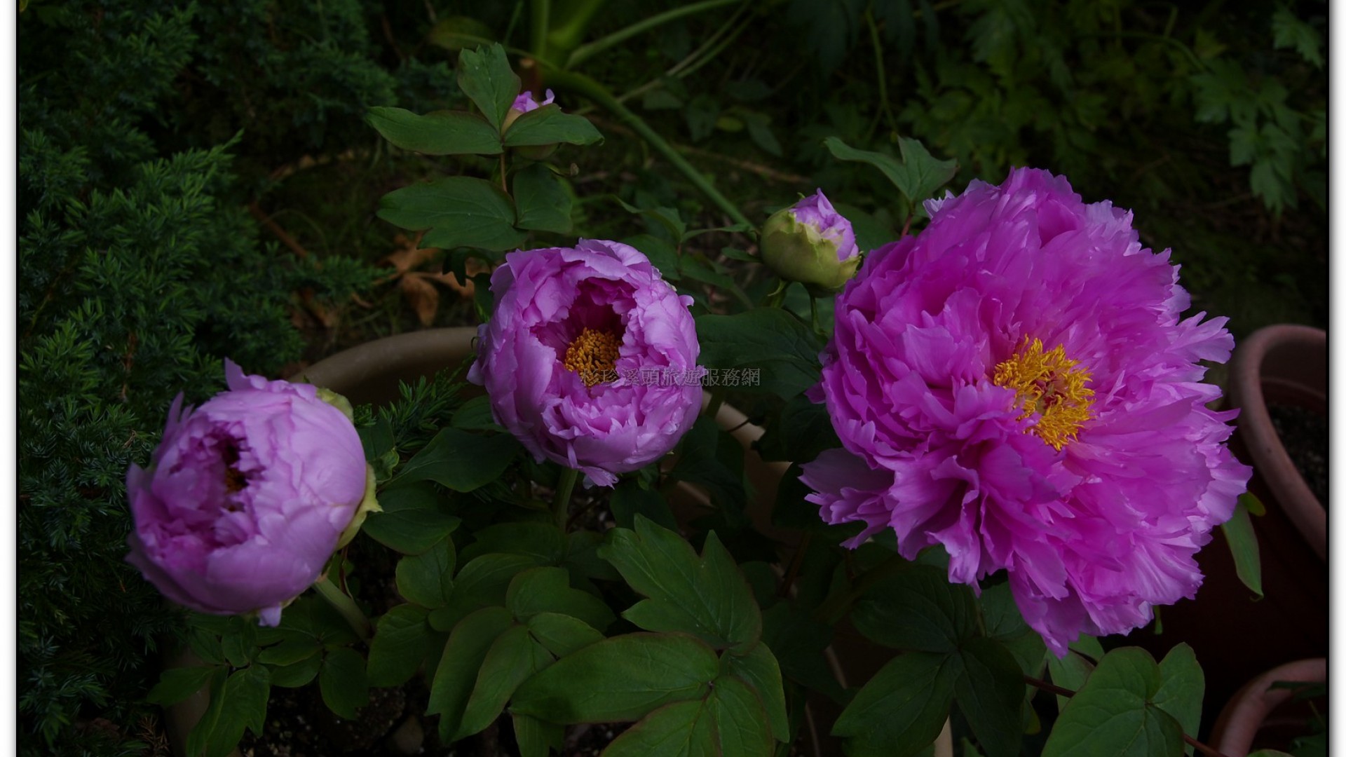 玻璃花坊-杉林溪旅遊景點