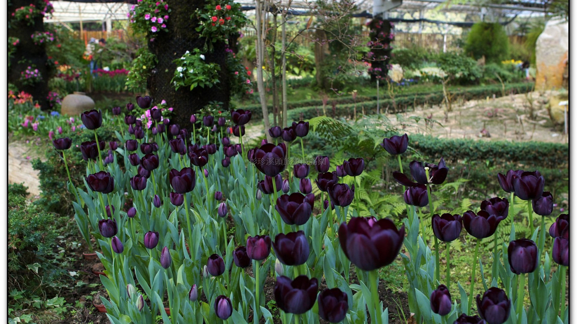 玻璃花坊-杉林溪旅遊景點