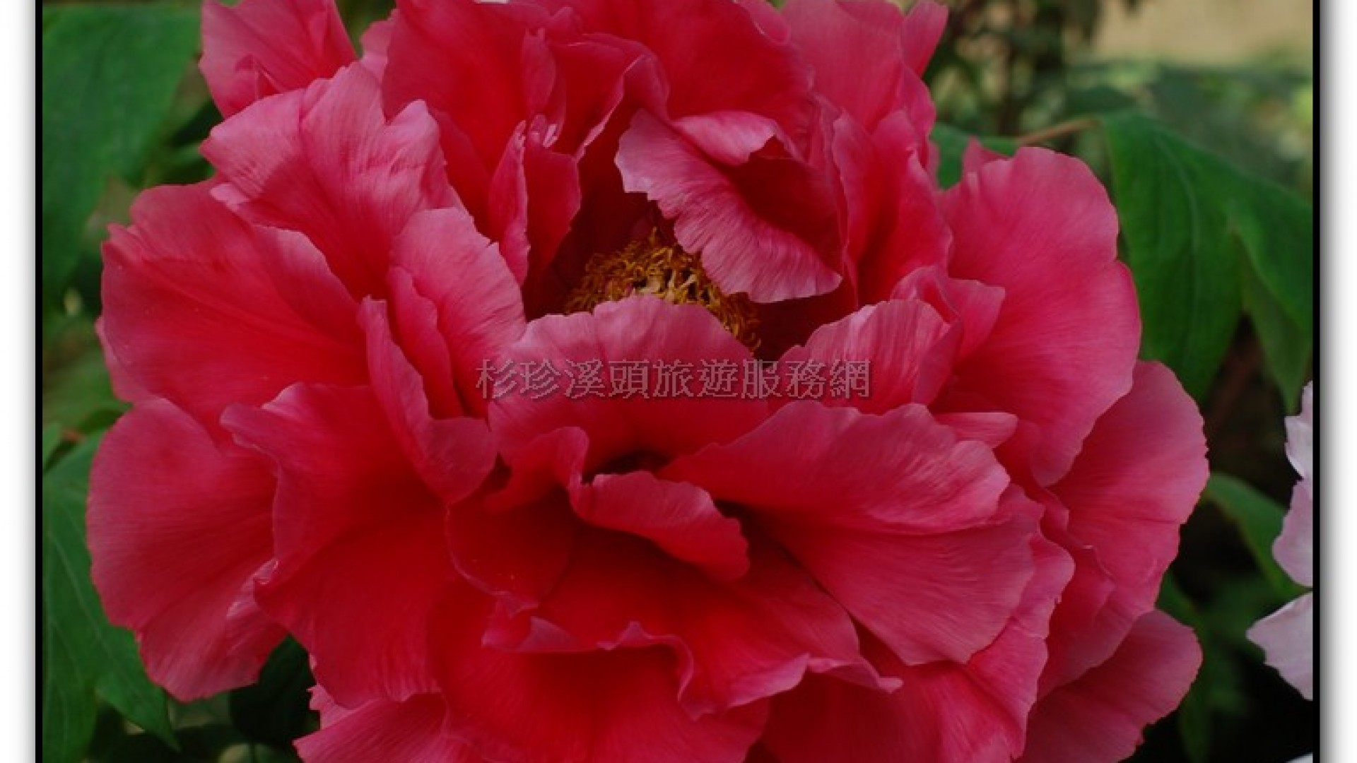 玻璃花坊-杉林溪旅遊景點