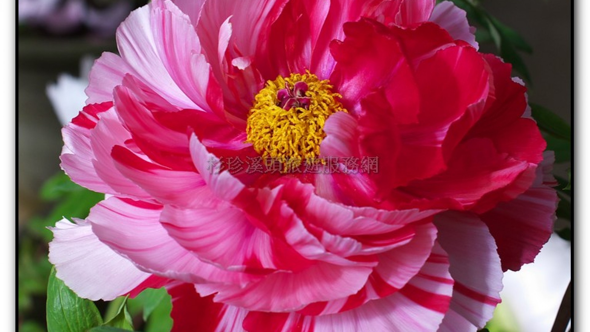 玻璃花坊-杉林溪旅遊景點