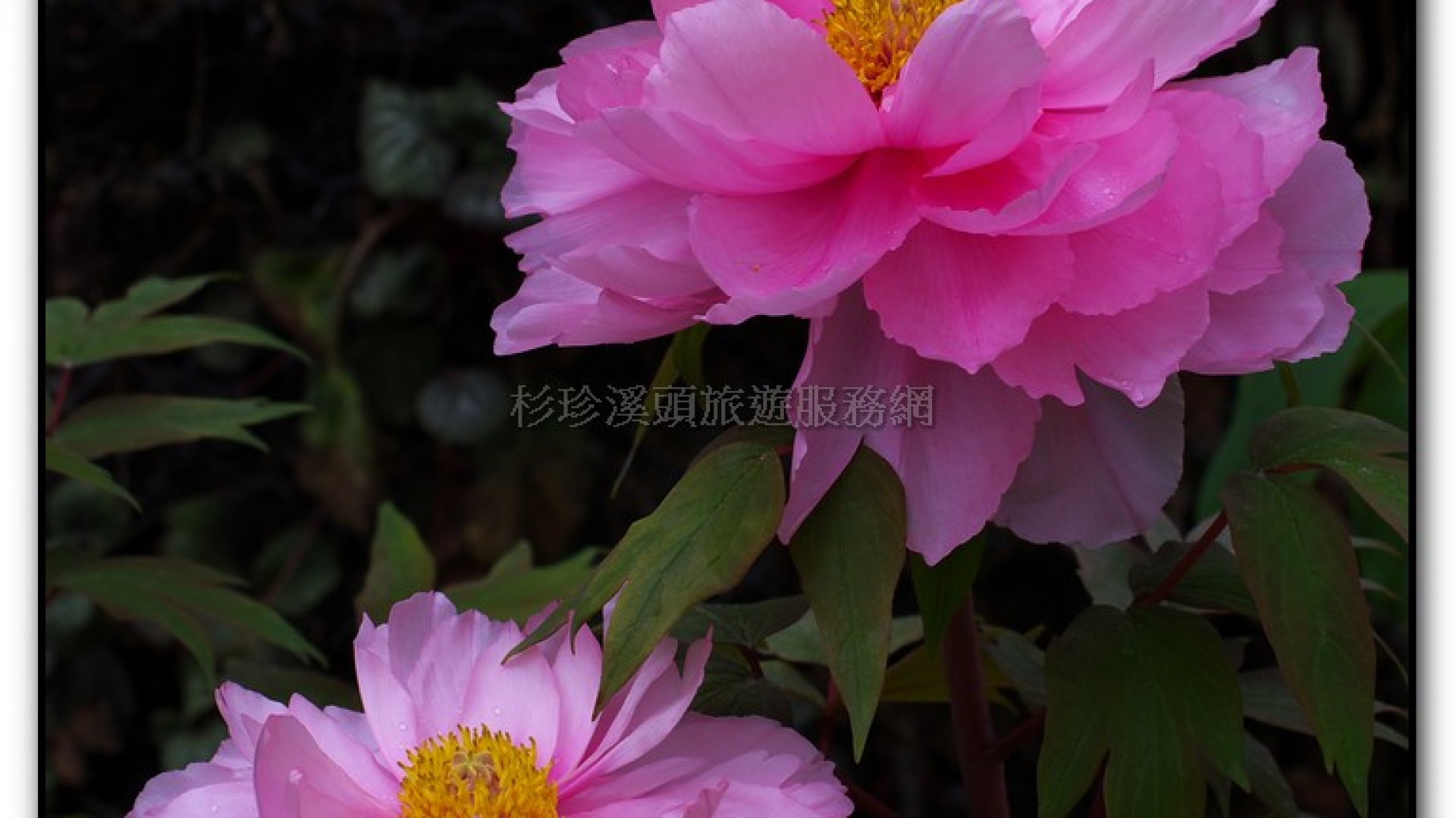 玻璃花坊-杉林溪旅遊景點