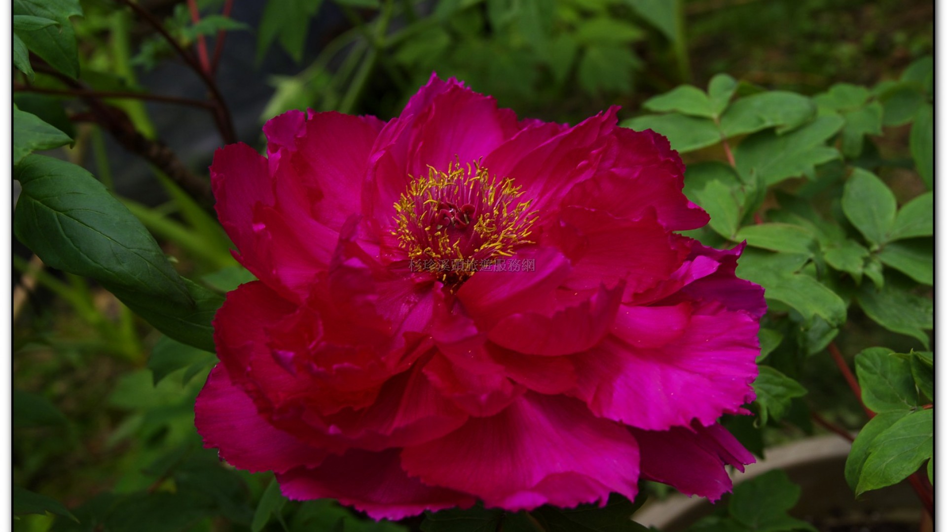 玻璃花坊-杉林溪旅遊景點