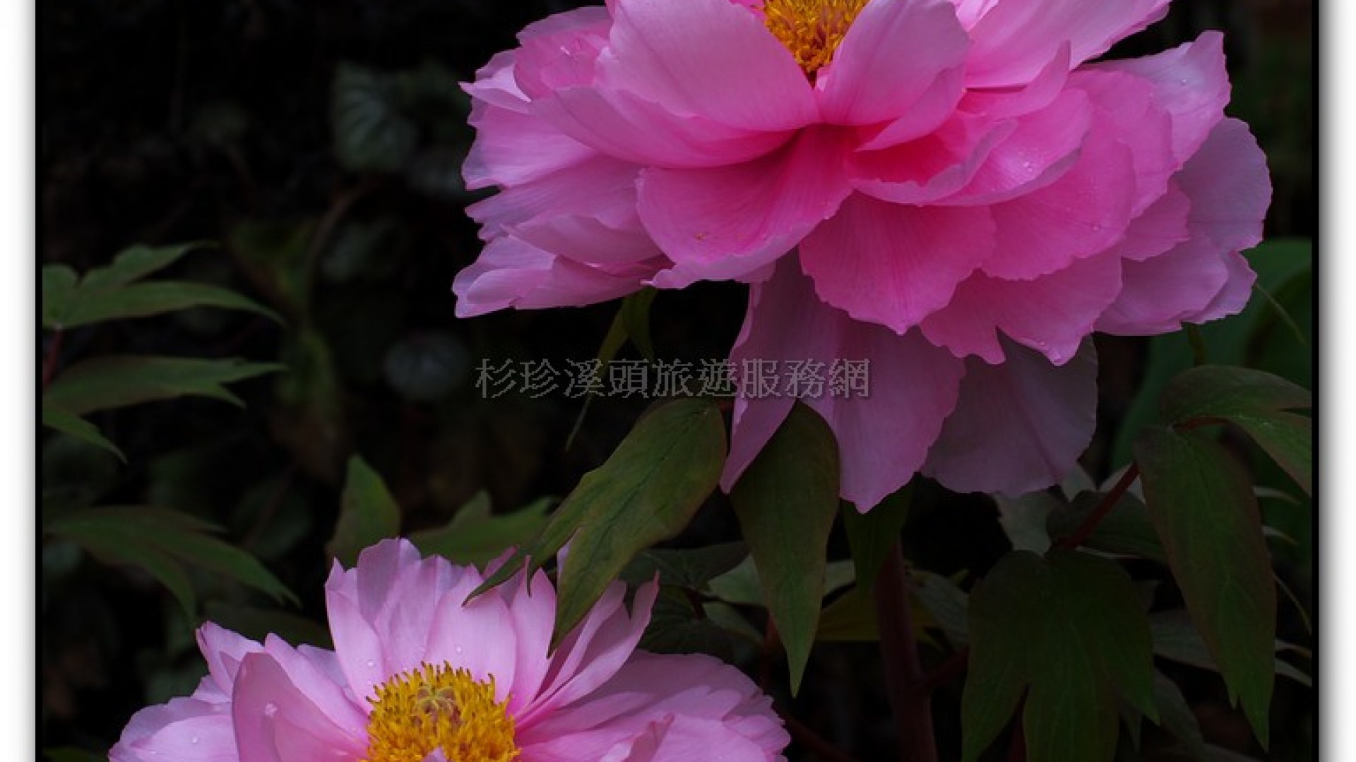 玻璃花坊-杉林溪旅遊景點