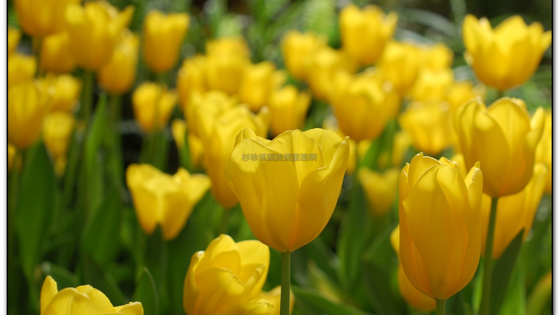 玻璃花坊-杉林溪旅遊景點