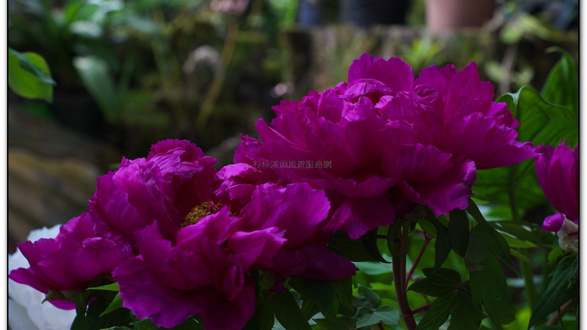 玻璃花坊-杉林溪旅遊景點