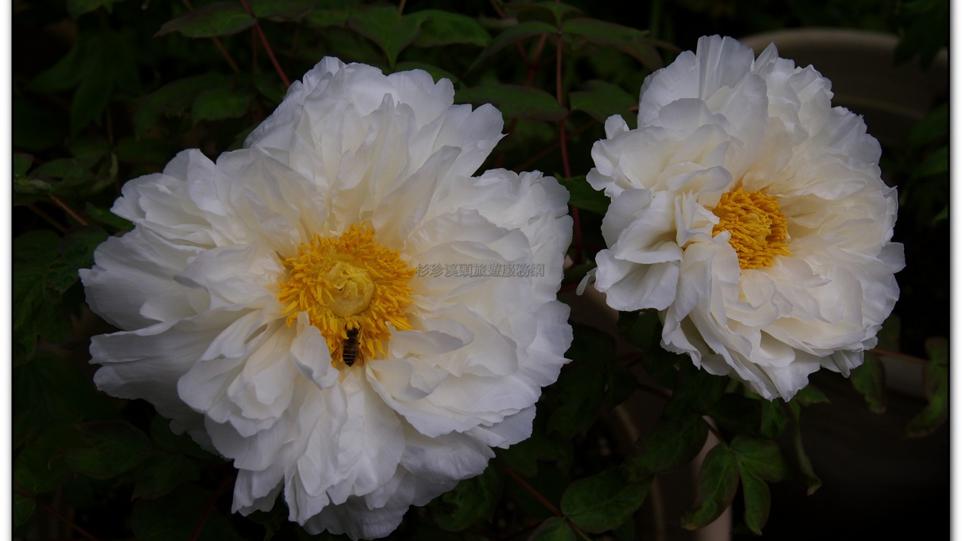 玻璃花坊-杉林溪旅遊景點