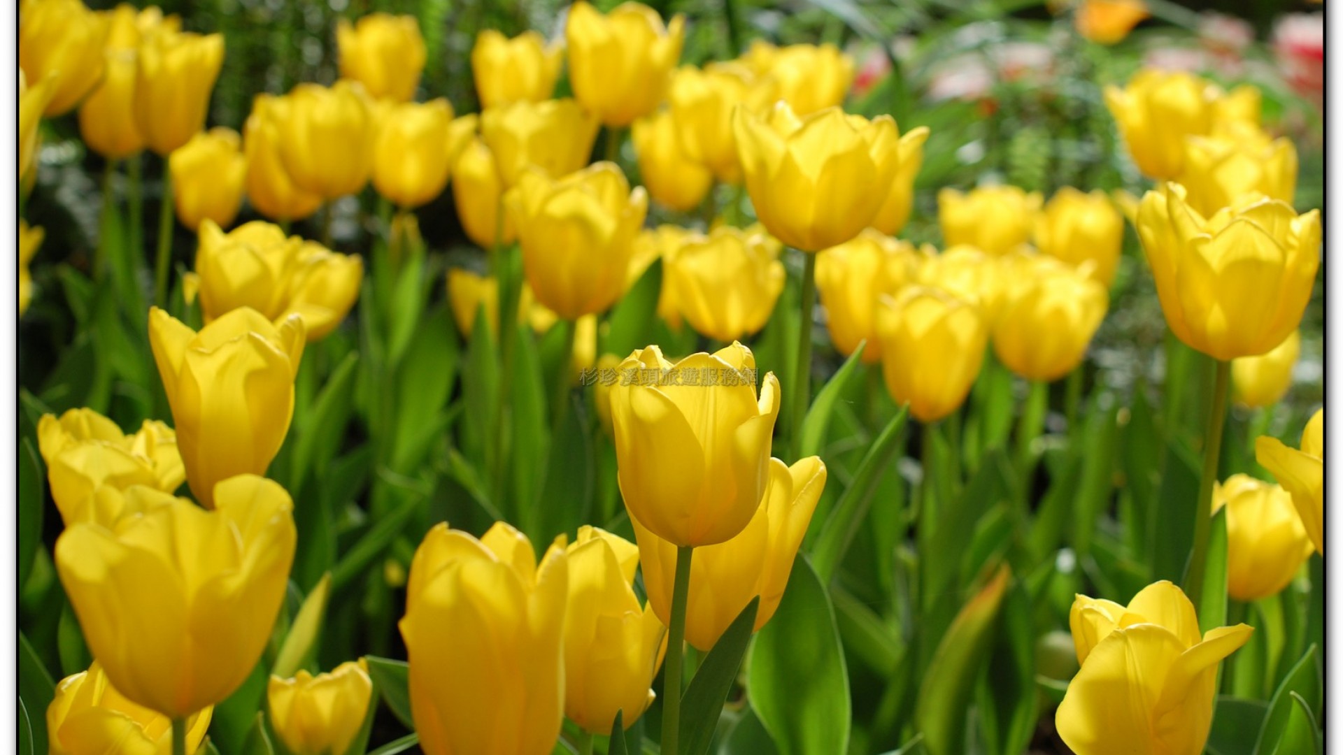 玻璃花坊-杉林溪旅遊景點