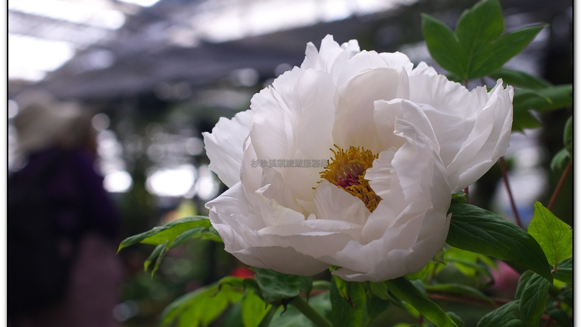 玻璃花坊-杉林溪旅遊景點