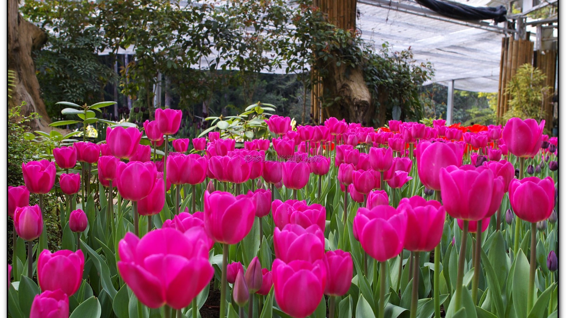 玻璃花坊-杉林溪旅遊景點
