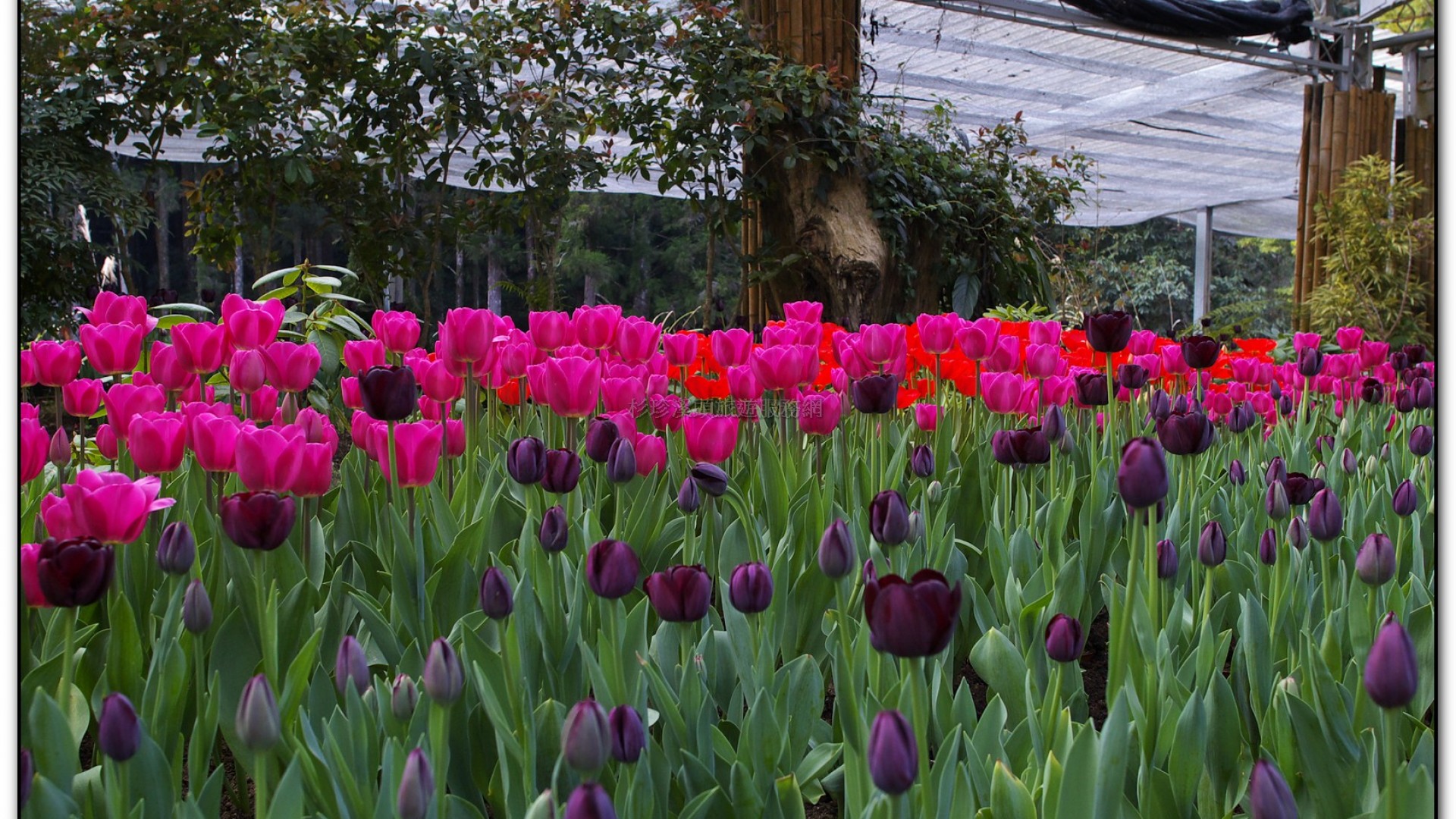 玻璃花坊-杉林溪旅遊景點
