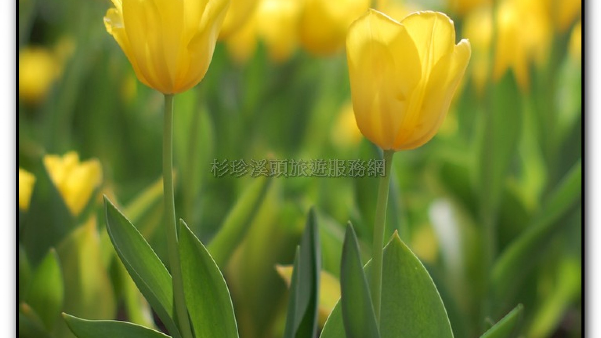 玻璃花坊-杉林溪旅遊景點