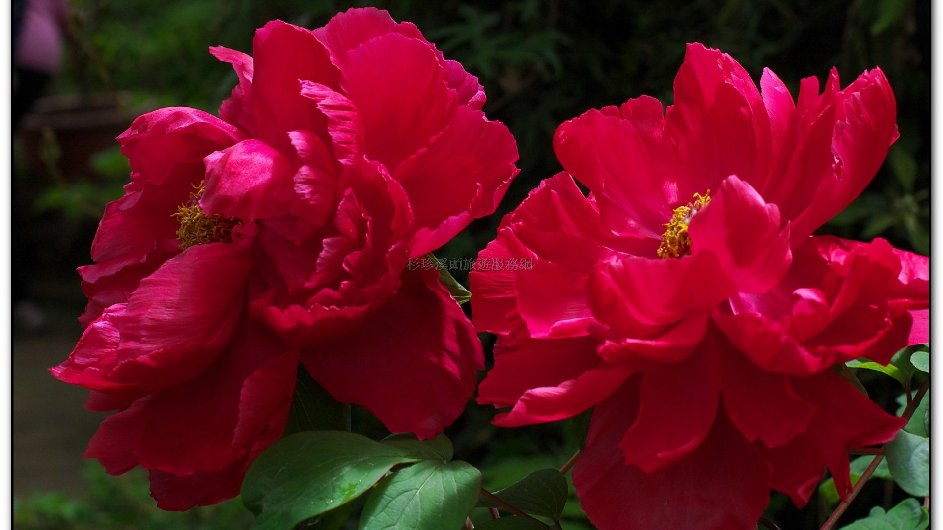 玻璃花坊-杉林溪旅遊景點