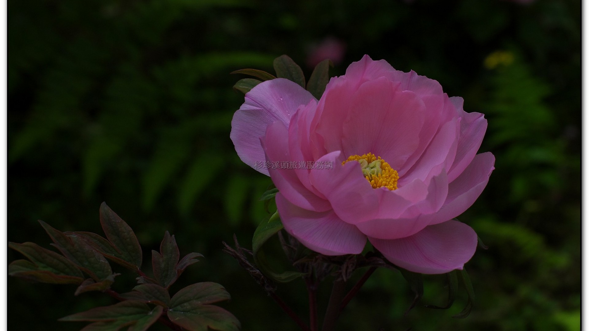 玻璃花坊-杉林溪旅遊景點