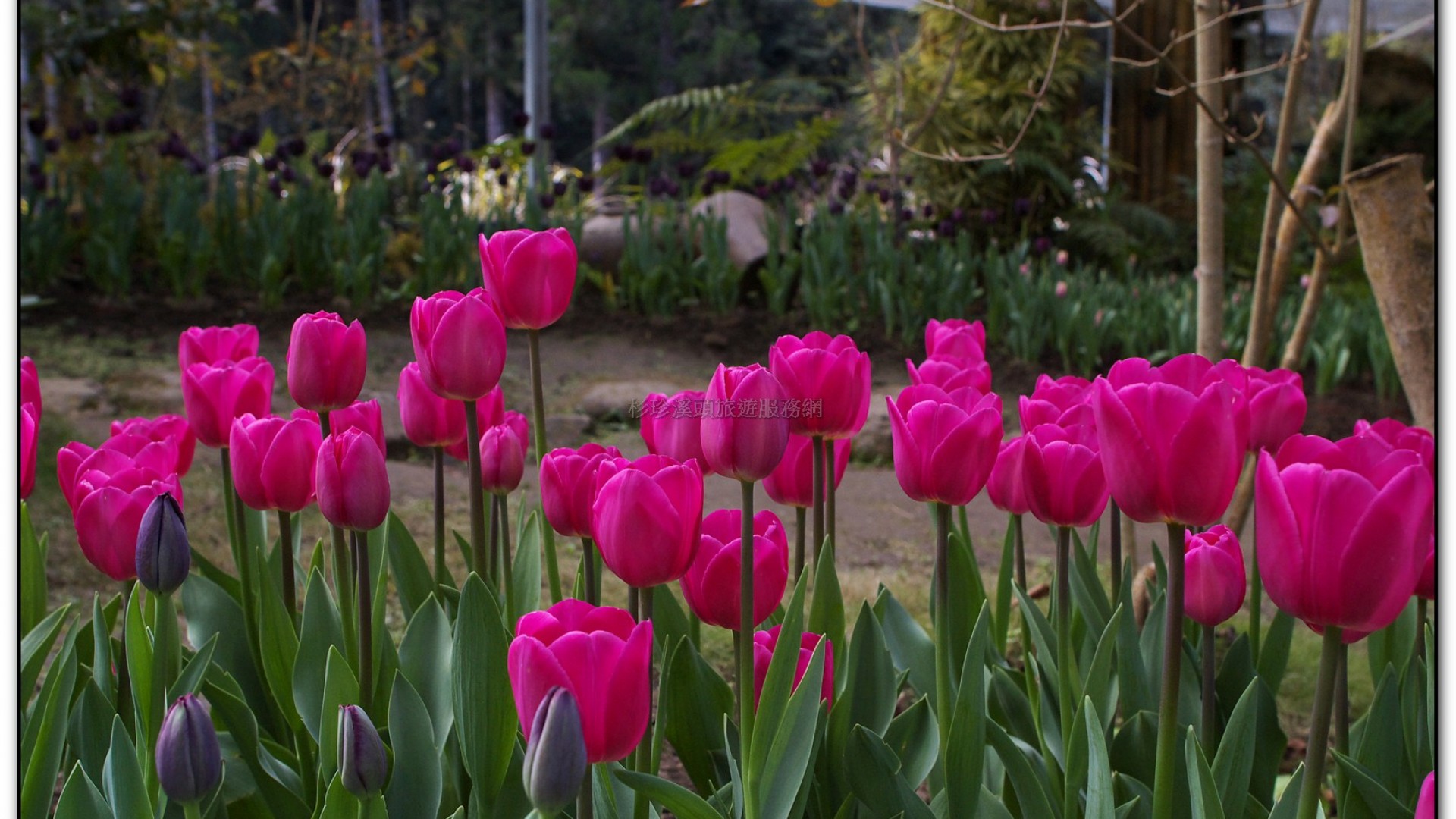 玻璃花坊-杉林溪旅遊景點