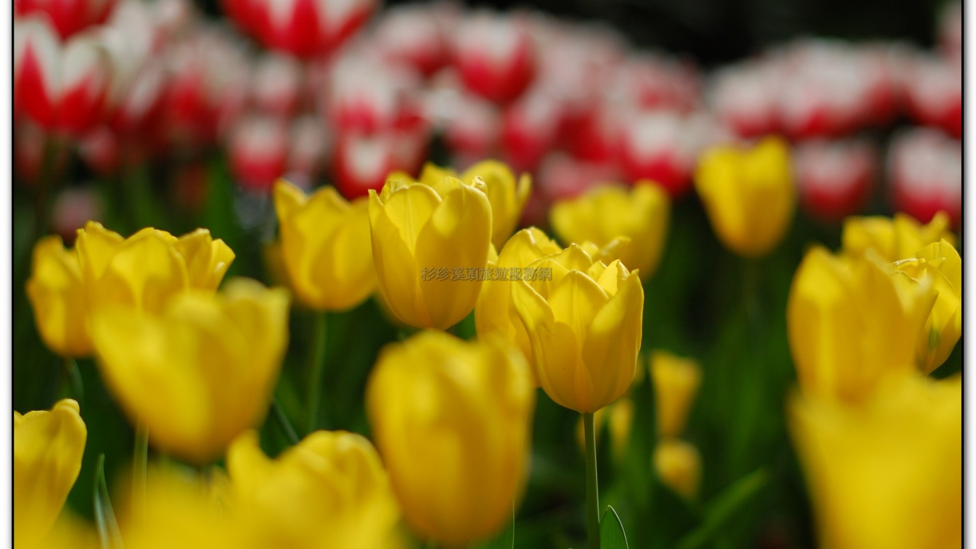 玻璃花坊-杉林溪旅遊景點