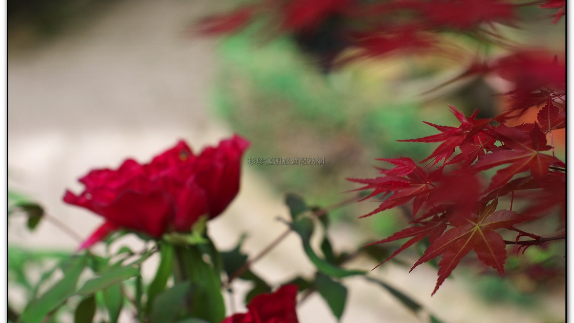 玻璃花坊-杉林溪旅遊景點