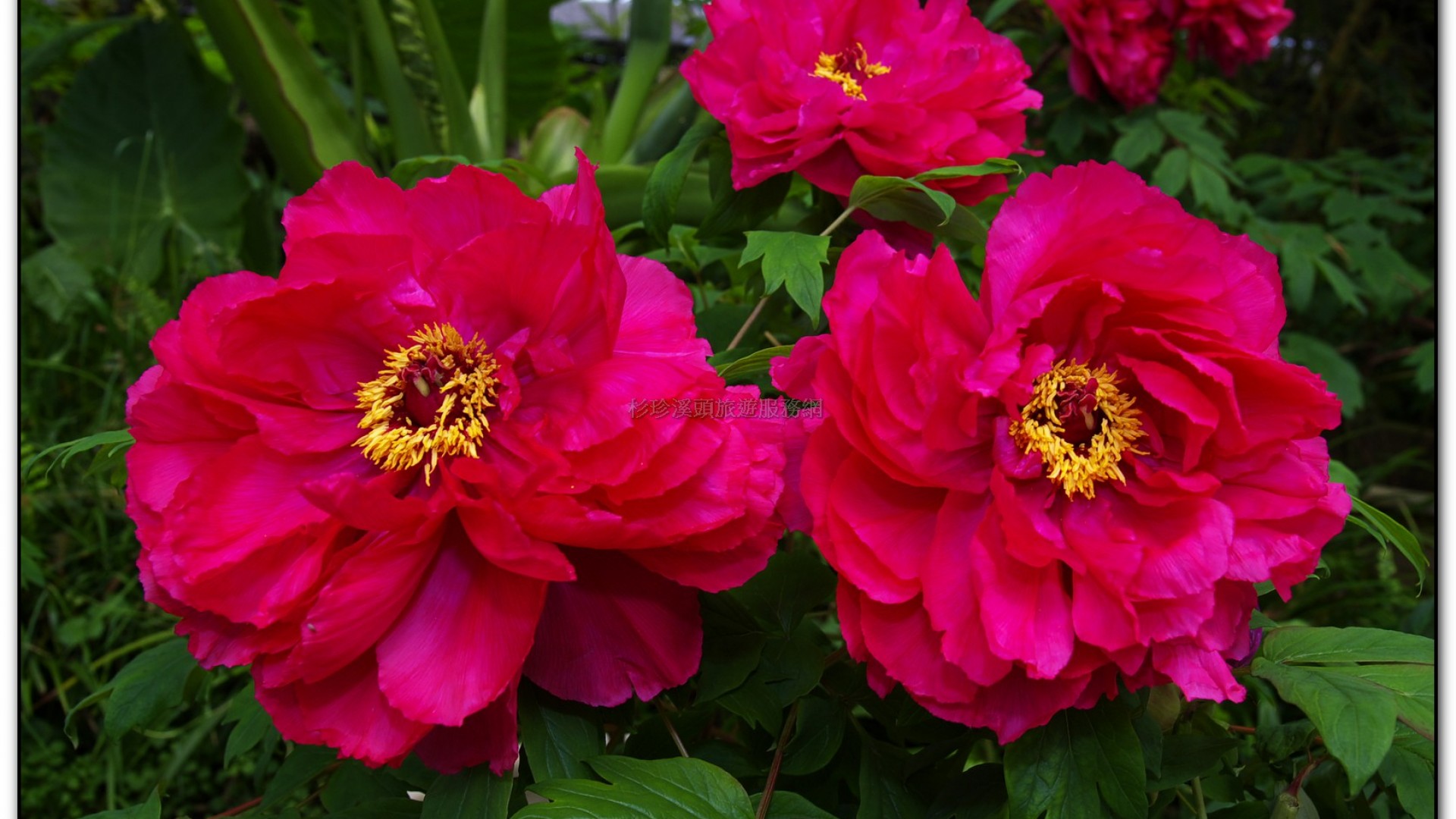 玻璃花坊-杉林溪旅遊景點