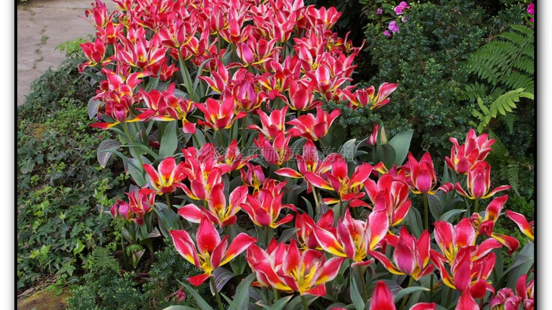 玻璃花坊-杉林溪旅遊景點