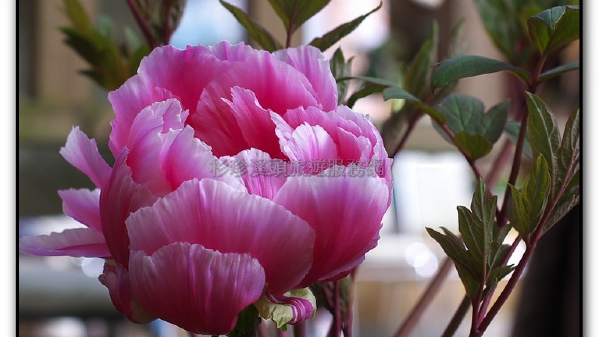 玻璃花坊-杉林溪旅遊景點