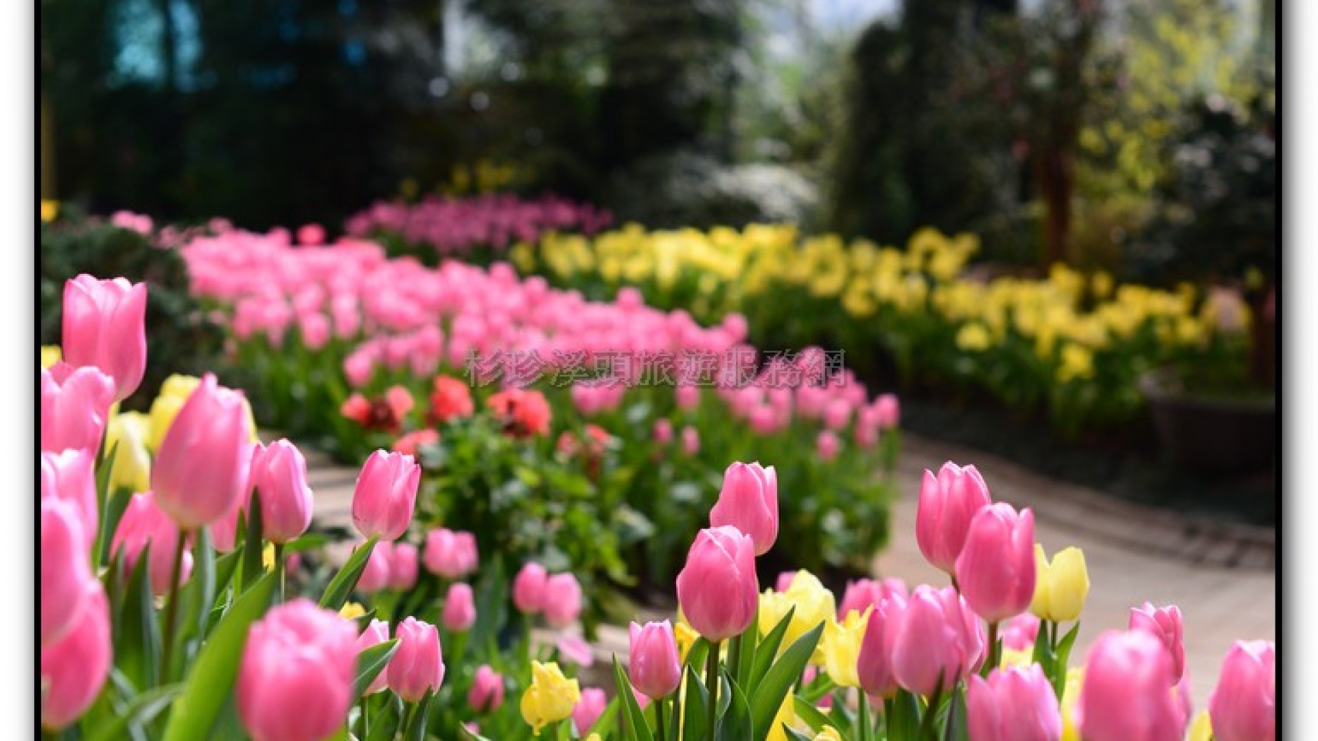 玻璃花坊-杉林溪旅遊景點