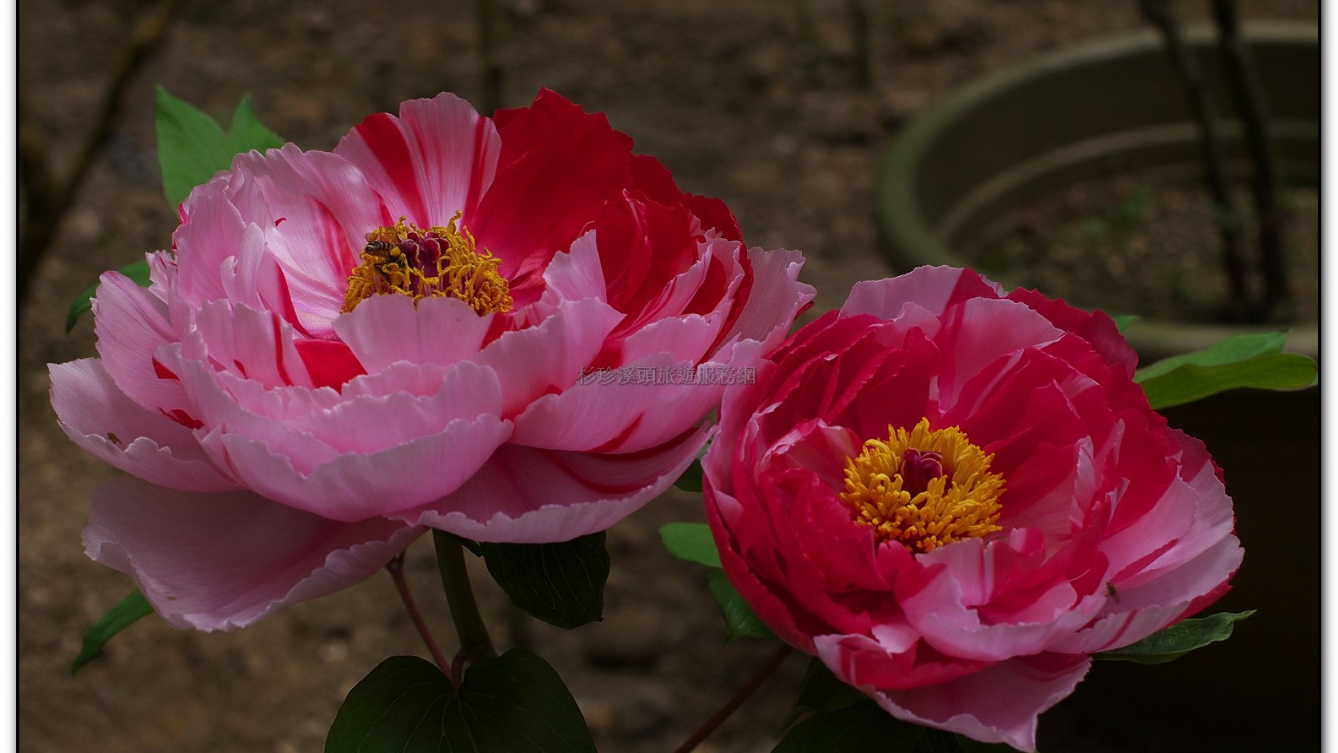 玻璃花坊-杉林溪旅遊景點