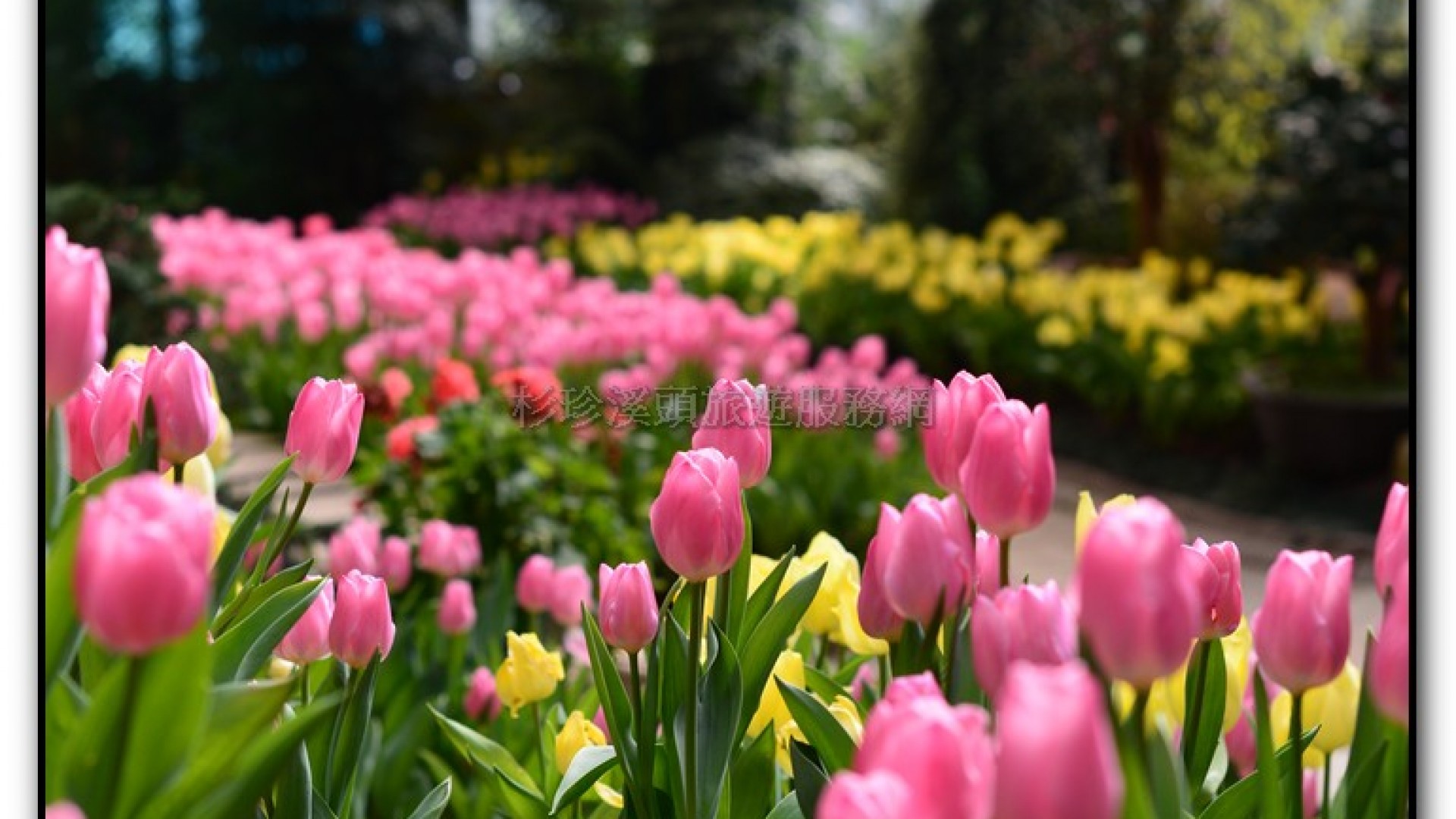 玻璃花坊-杉林溪旅遊景點