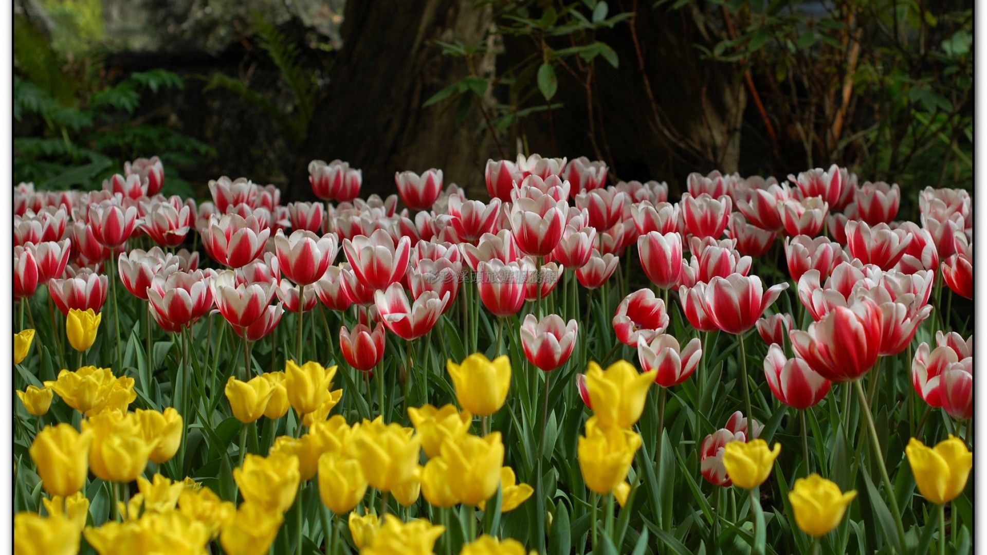 玻璃花坊-杉林溪旅遊景點