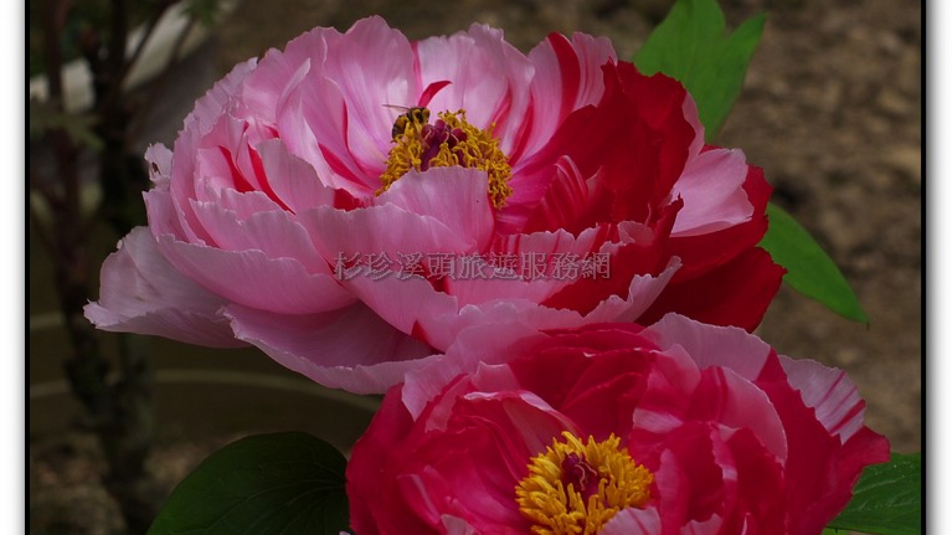 玻璃花坊-杉林溪旅遊景點