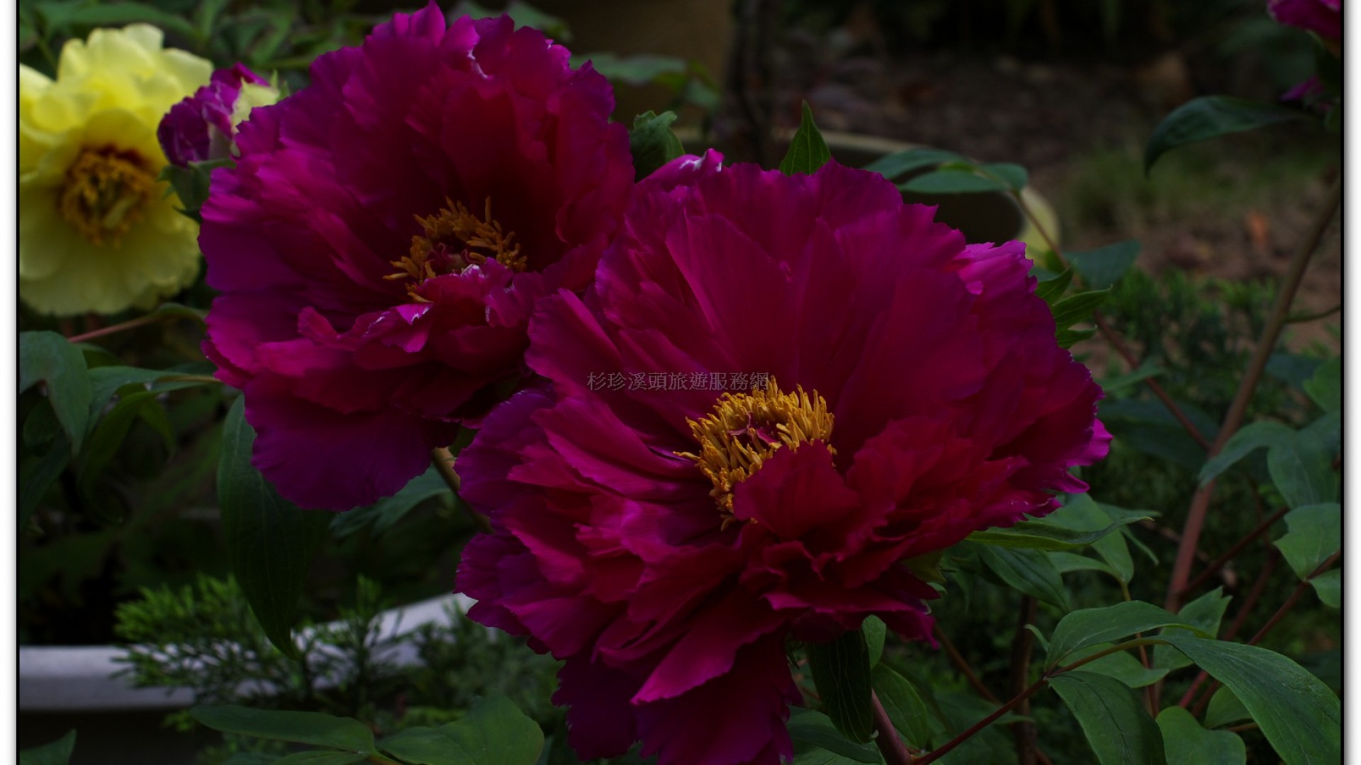 玻璃花坊-杉林溪旅遊景點