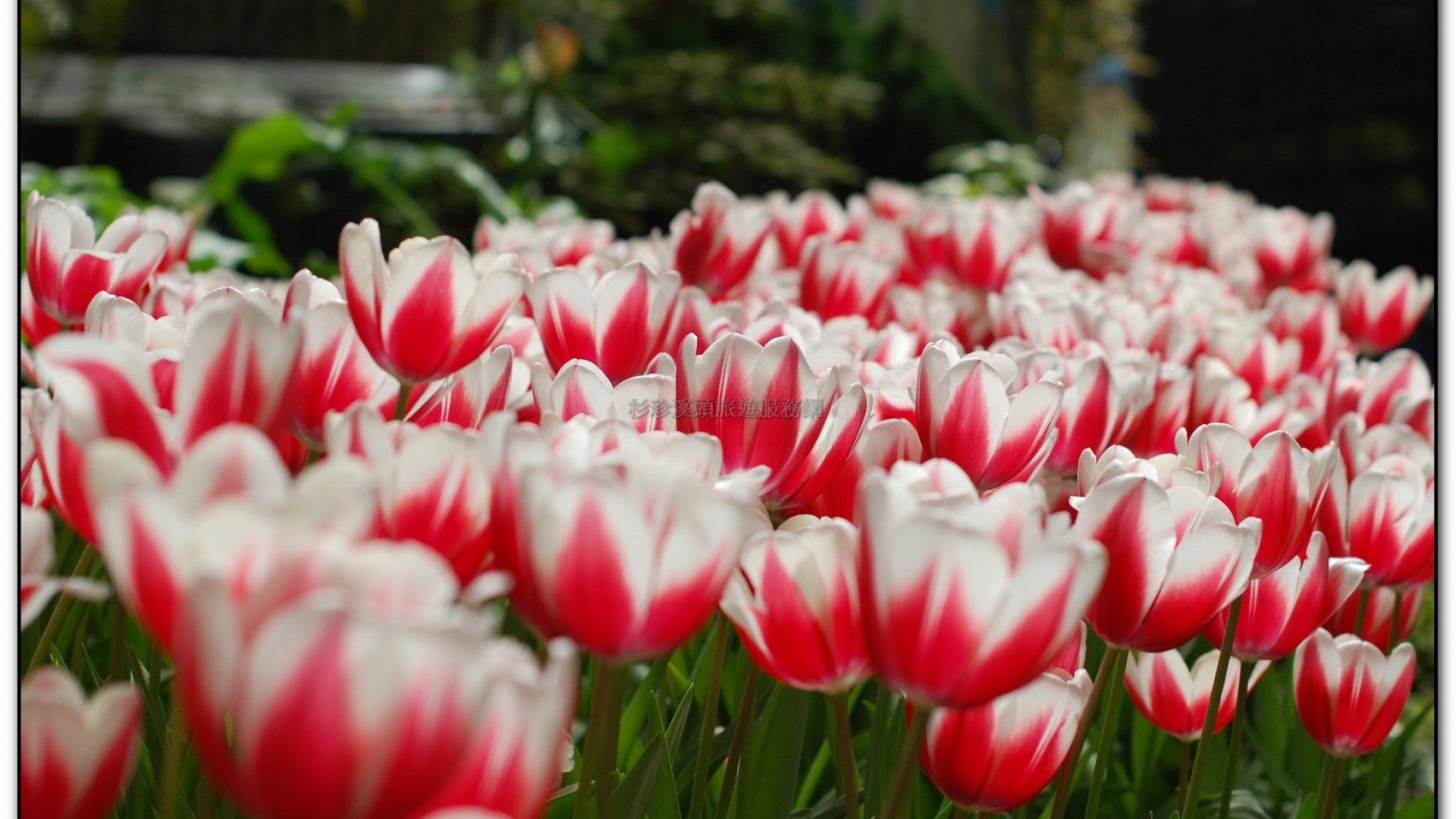 玻璃花坊-杉林溪旅遊景點