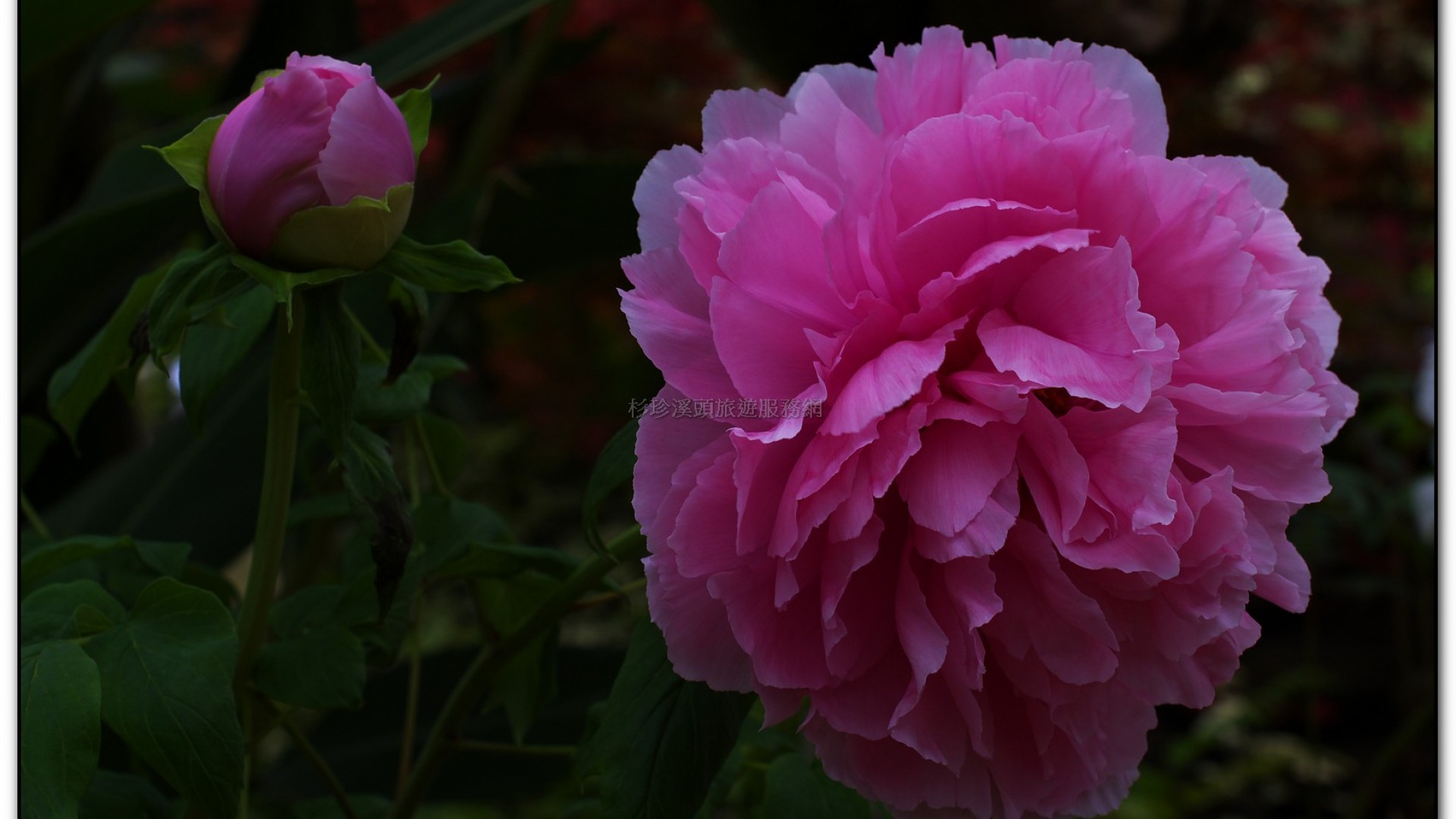 玻璃花坊-杉林溪旅遊景點