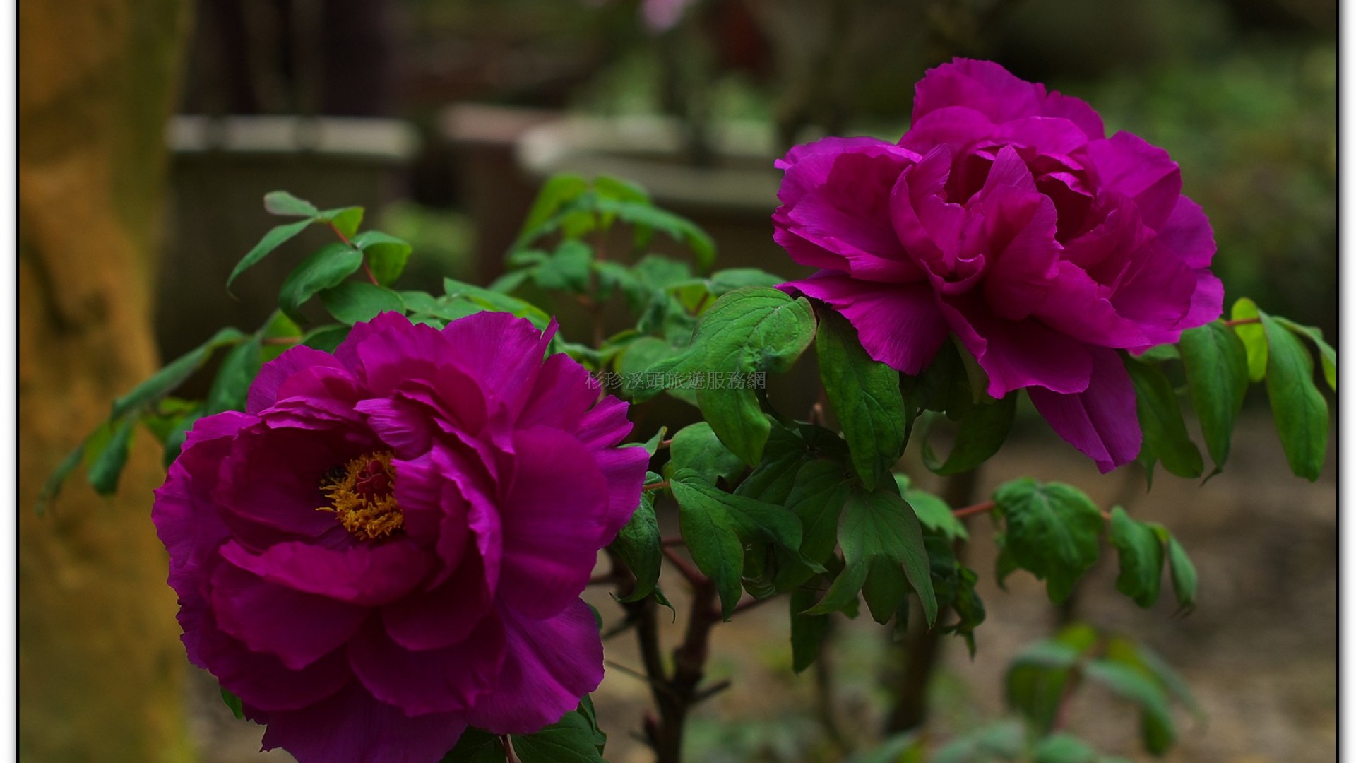 玻璃花坊-杉林溪旅遊景點