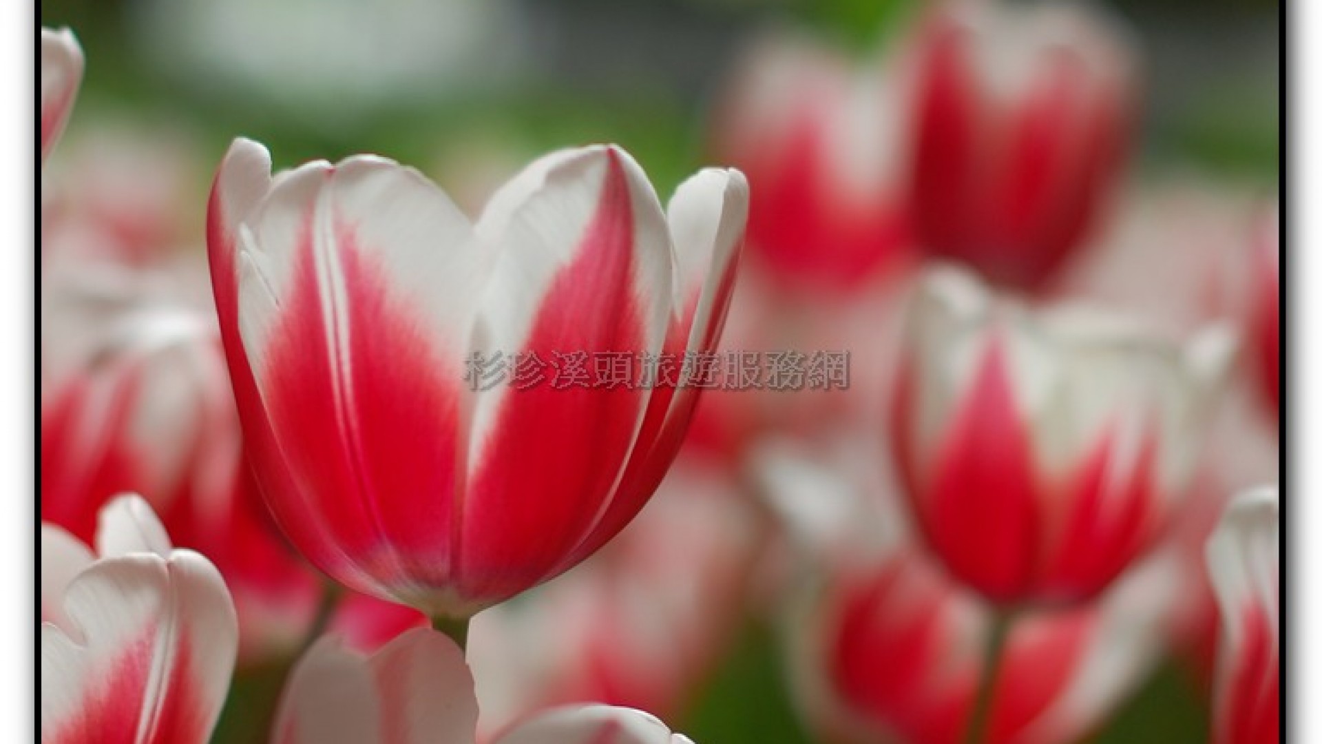 玻璃花坊-杉林溪旅遊景點