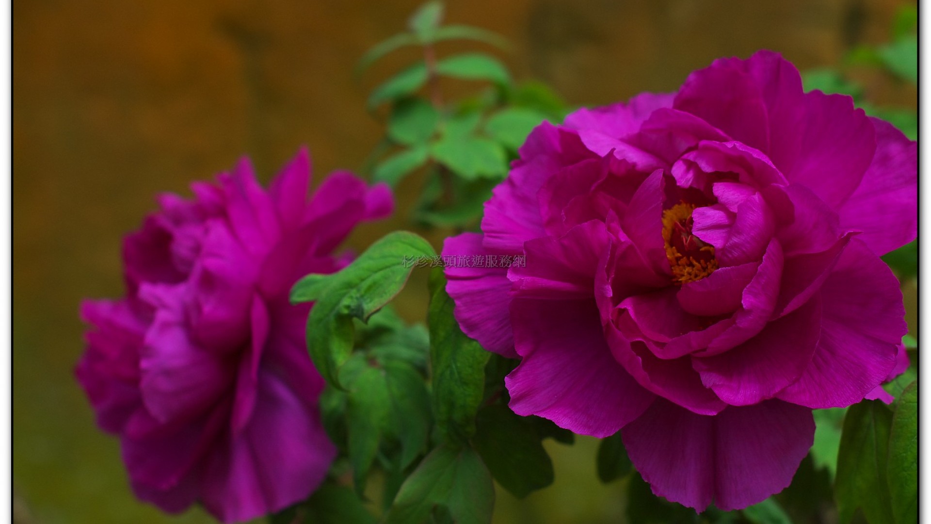 玻璃花坊-杉林溪旅遊景點