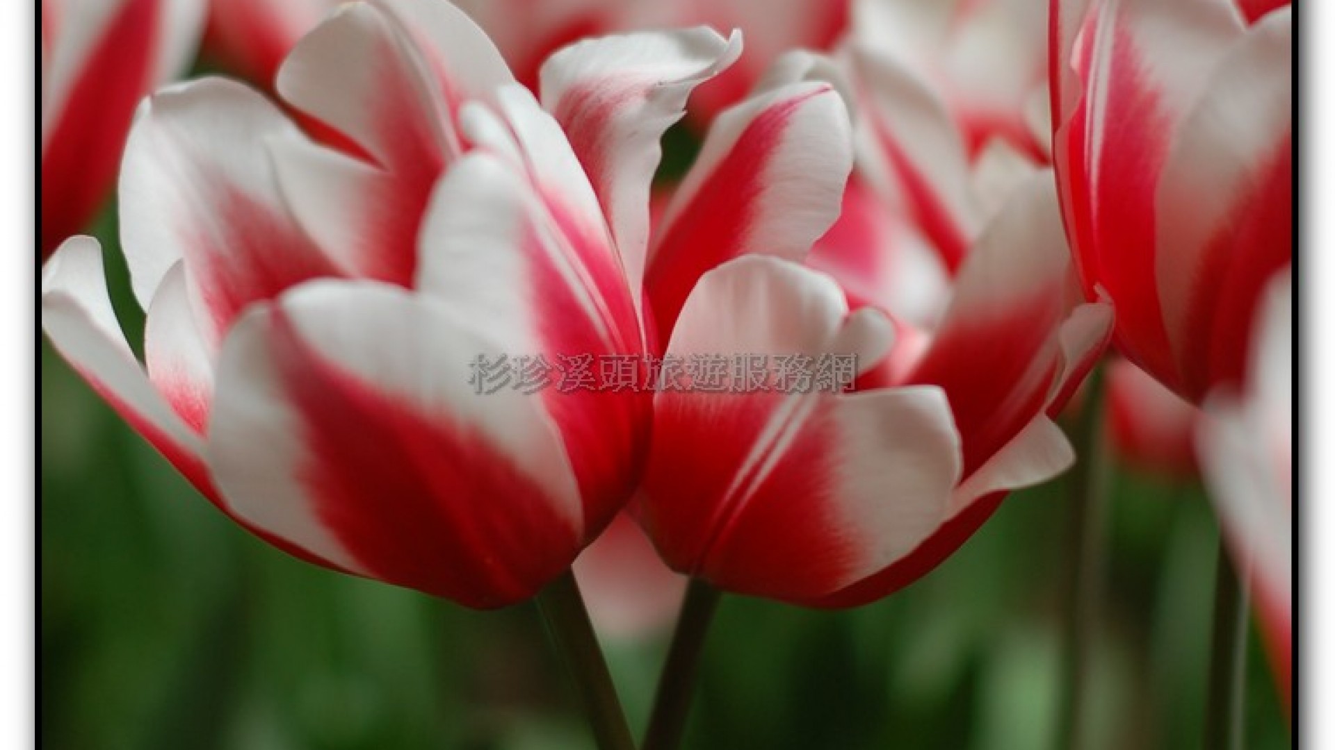 玻璃花坊-杉林溪旅遊景點