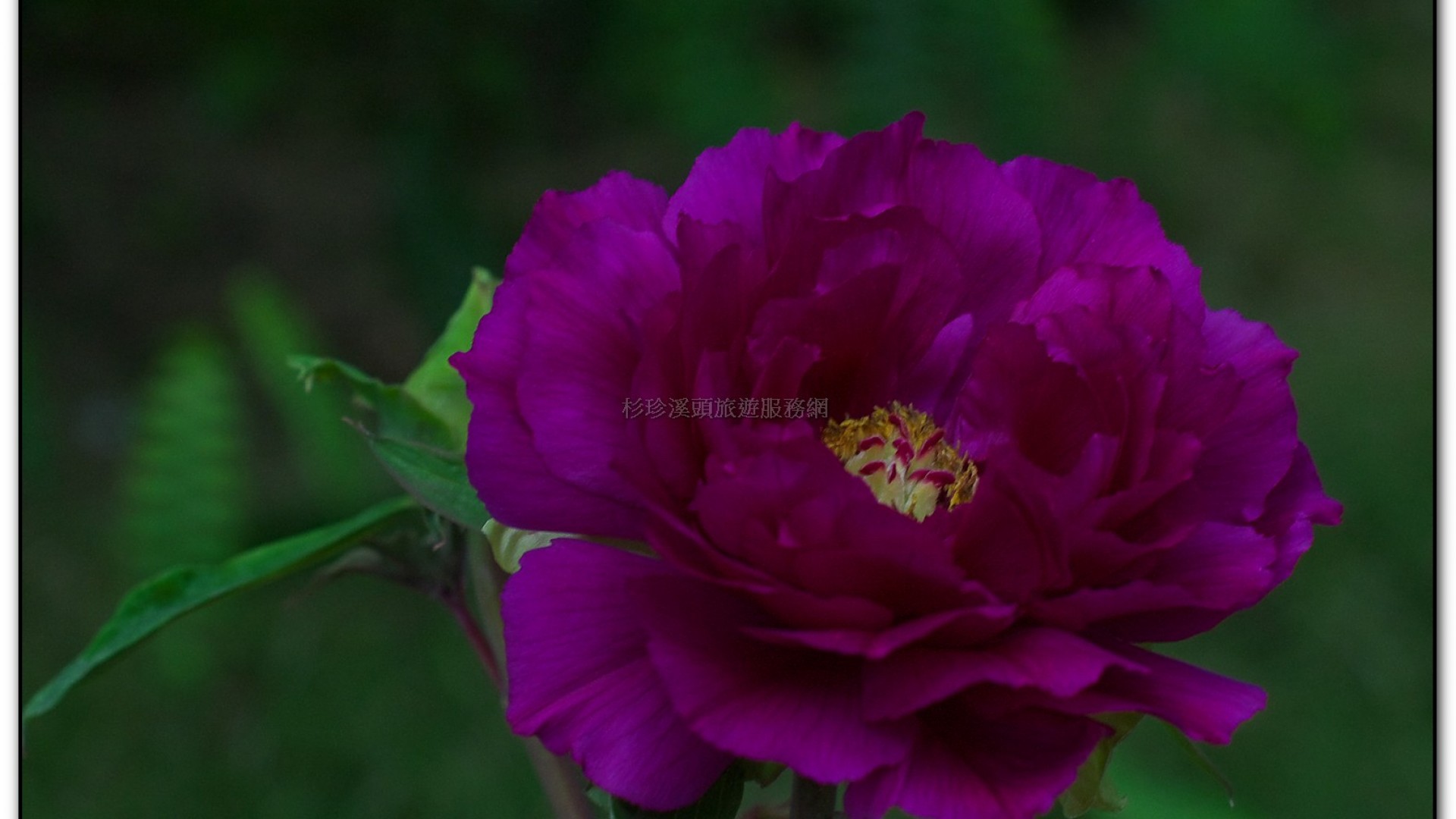 玻璃花坊-杉林溪旅遊景點