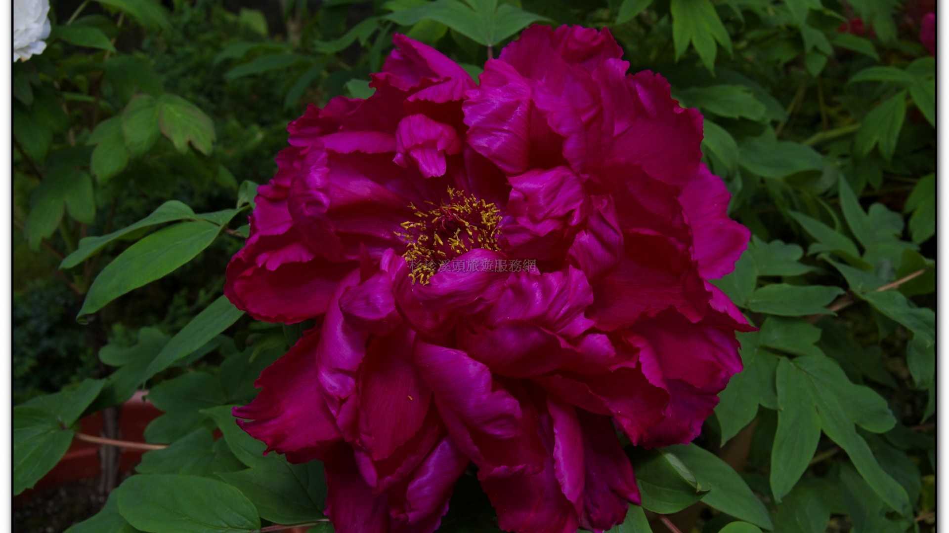 玻璃花坊-杉林溪旅遊景點