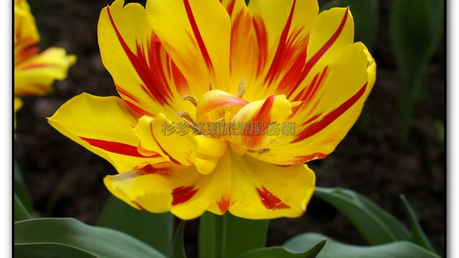 玻璃花坊-杉林溪旅遊景點