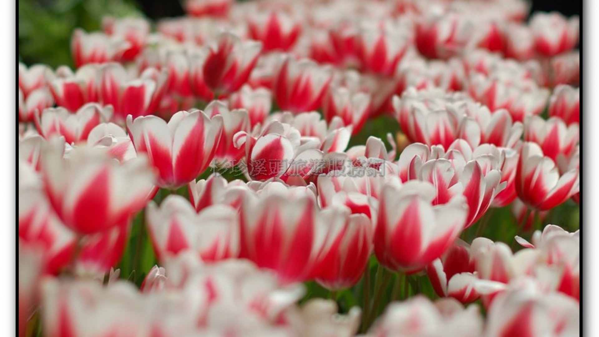 玻璃花坊-杉林溪旅遊景點