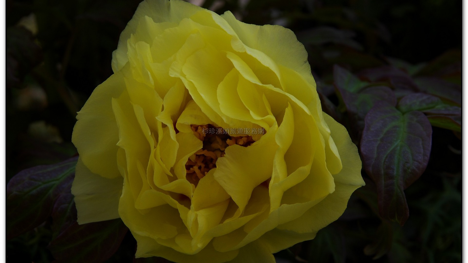 玻璃花坊-杉林溪旅遊景點