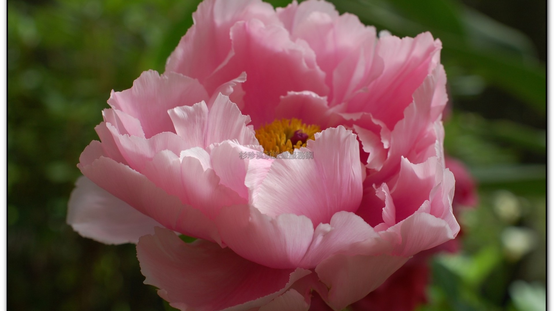 玻璃花坊-杉林溪旅遊景點