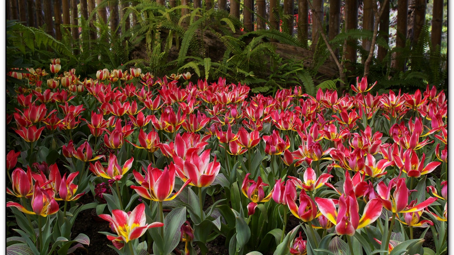 玻璃花坊-杉林溪旅遊景點