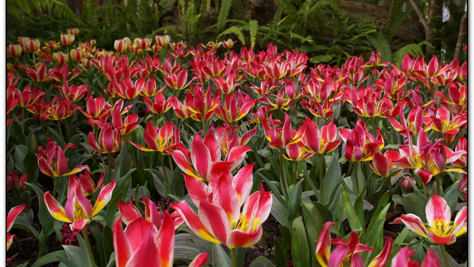 玻璃花坊-杉林溪旅遊景點