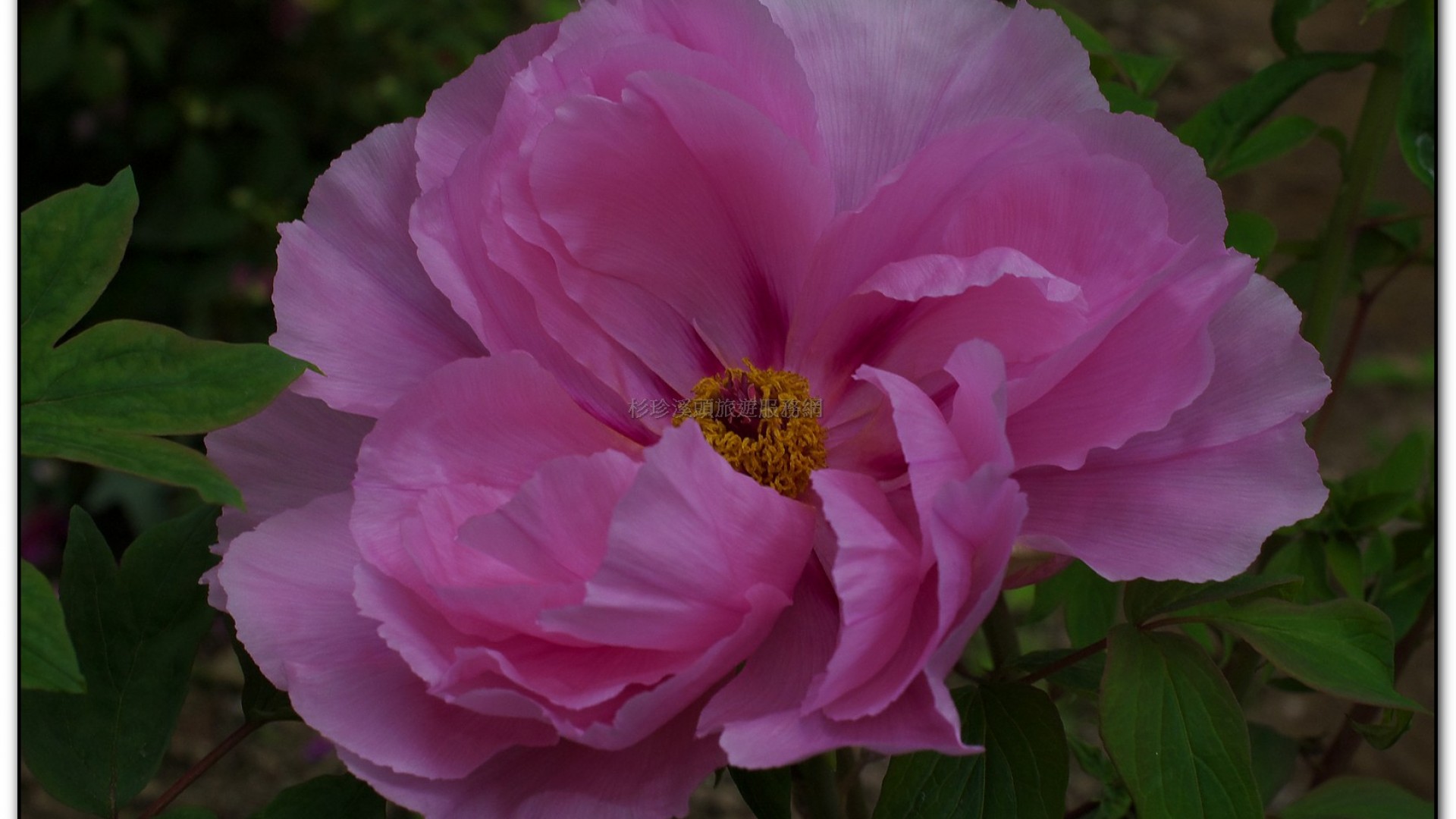 玻璃花坊-杉林溪旅遊景點