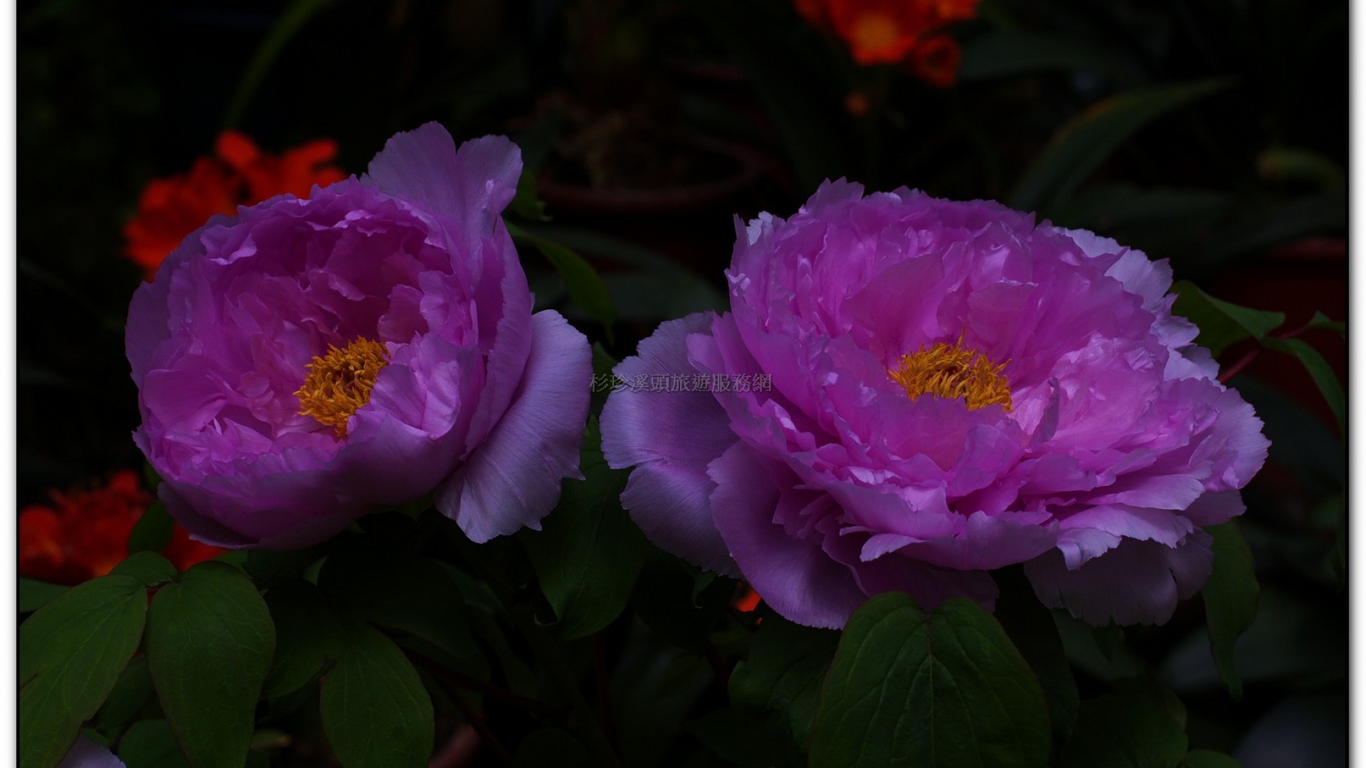 玻璃花坊-杉林溪旅遊景點