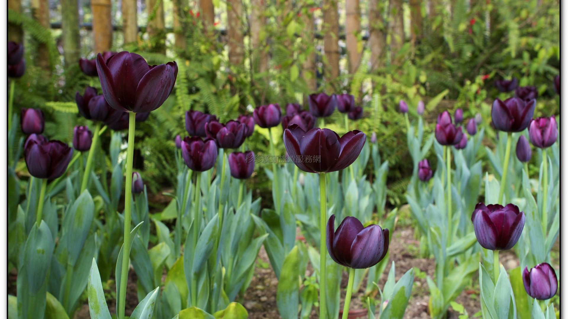 玻璃花坊-杉林溪旅遊景點